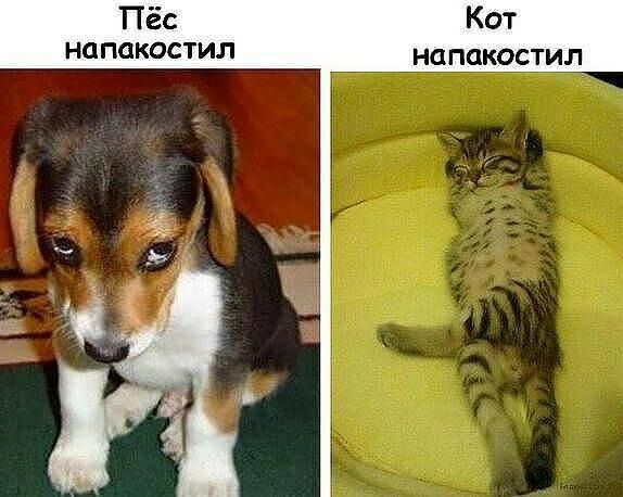 Пёс Кот напакостил напакостил