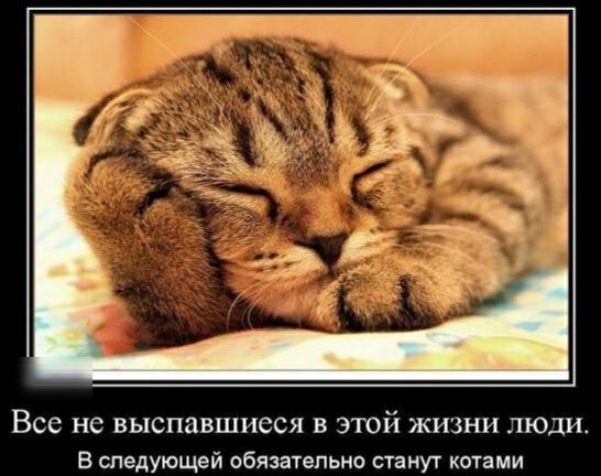 Все не ВЫСПЭВШИССЯ В ЭТОЙ ЖИЗНИ ЛЮДИ В следующей обязательно станут котами
