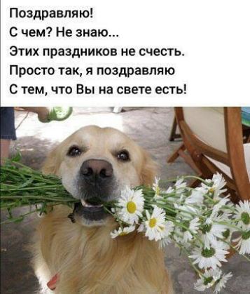 Поздравля ю С чем Не знаю Этих праздников не счесть Просто так я поздравляю С тем что Вы на свете есть
