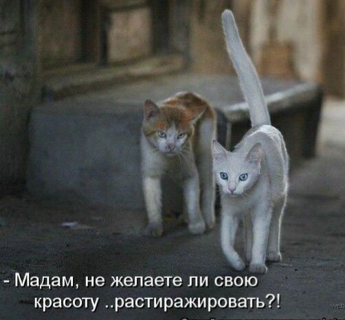Мадам не желаете ли свою красоту растиражировать