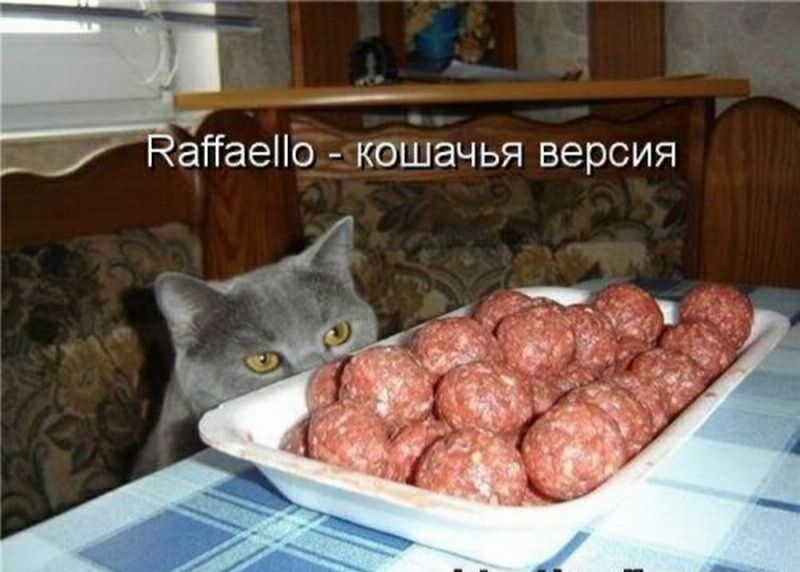 _ д Напаеііо кошачья версия