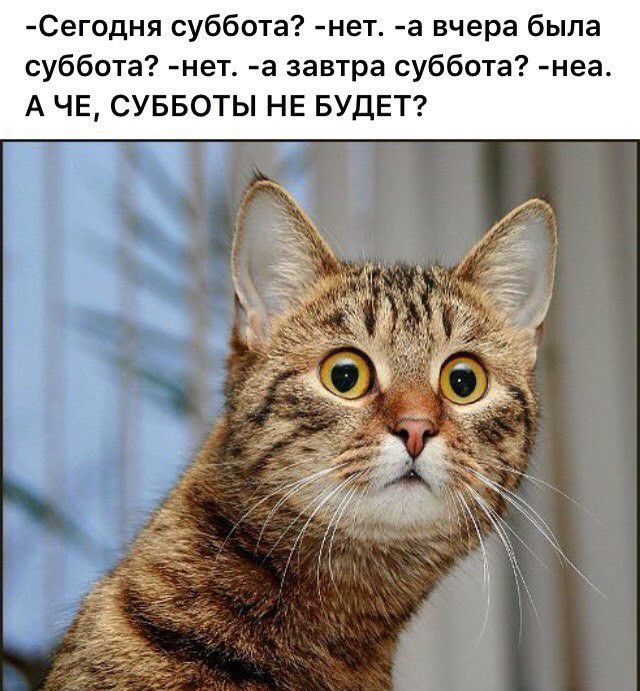Сегодня суббота нет а вчера была суббота нет а завтра суббота неа А ЧЕ СУББОТЫ НЕ БУДЕТ