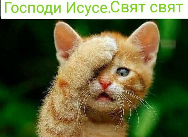 Господи ИсусеСвят свят