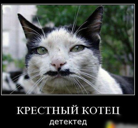 КРЕСТНЫЙ КОТЕЦ детектед _