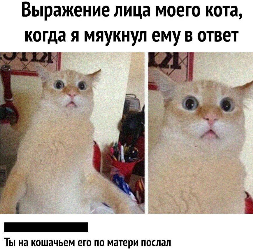 выражение лица МОЕГО КОТЭ когда Я МЯУКНУЛ ЕМУ В ОТВЕТ ТЫ на КОШЗЧЬЕМ ЕГО ПО МЗТЕРИ ПОСЛЗЛ
