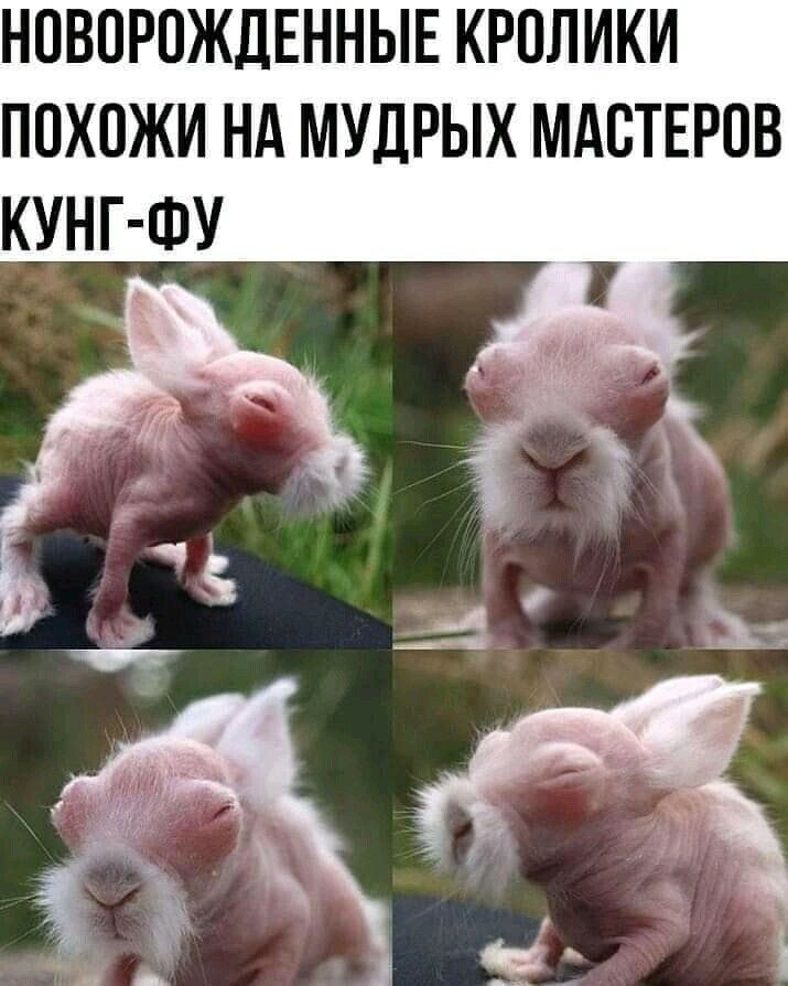 НПВПРПЖДЕННЫЕ КРОЛИКИ ППХОЖИ Нд МУДРЫХ МАСТЕРОВ КУНГ ФУ