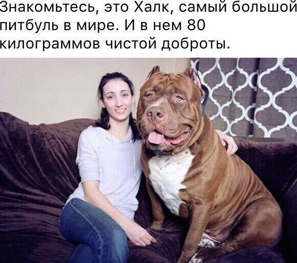 накомьтесь это Халк самыи большои итбуль в мире И в нем 80 ипограммов чистой доброты