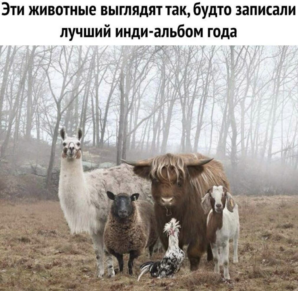 Эти животные ВЫГЛЯдЯТ так будто записали лучший инди альбом года