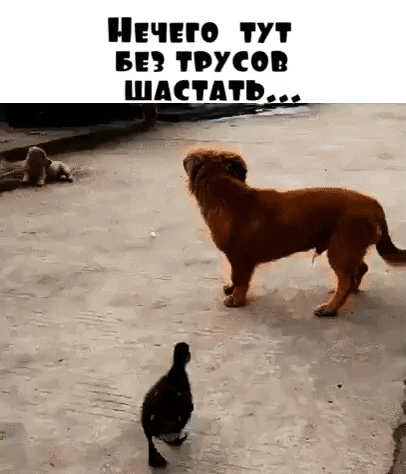Пино пт вн трусов шли нь