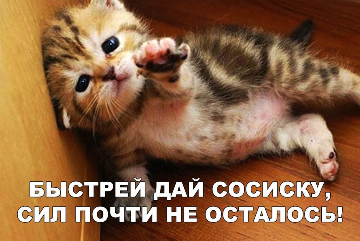 БЫСТРЕЙ ддАй сосиску сип почти НЕ остдлосы
