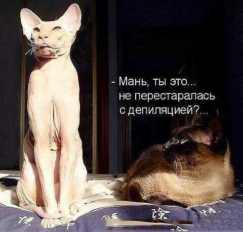 Мань ты это не перестарапась с депипяцией2