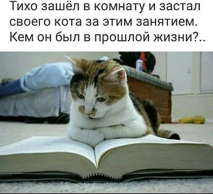 Тихо зашёл в комнату и застал своего кота за этим занятием Кем он был в прошлой жизни _ АР