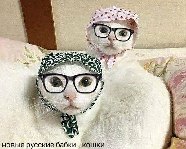 новые русские бабкикошки
