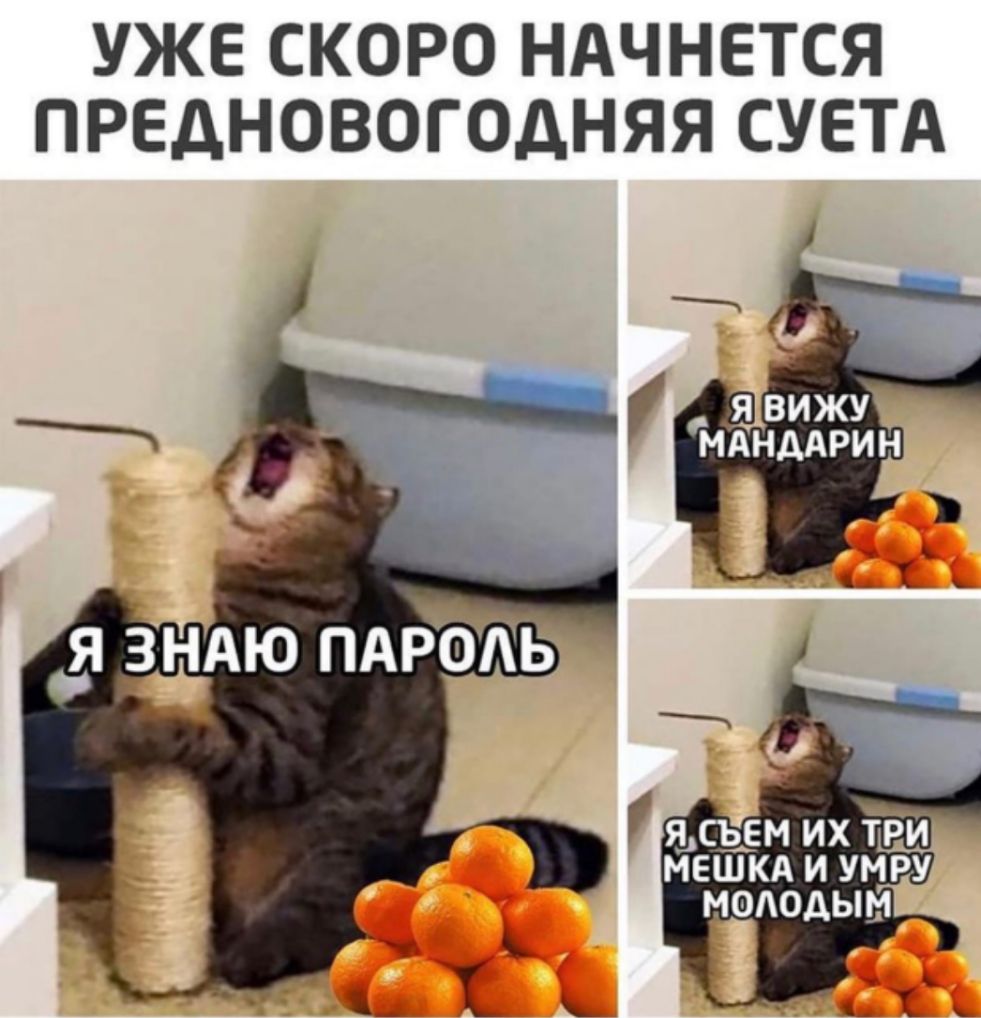 УЖЕ СКОРО НАЧНЕТСЯ ПРЕДНОВОГОДНЯЯ СУЕТА __ _я вижу мднддрин