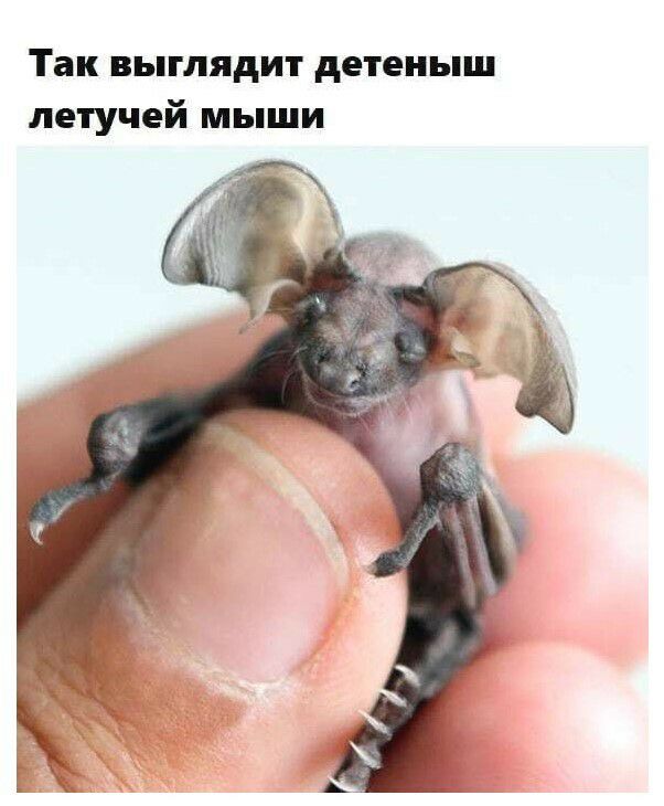 Так выглядит детеныш летучей мыши