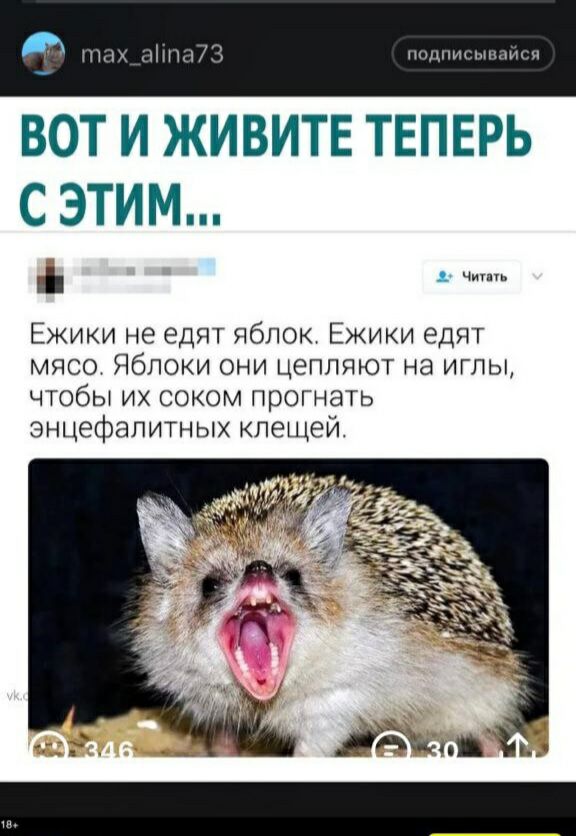 5 к иіниій ВОТ И ЖИВИТЕ ТЕПЕРЬ С ЭТИМ 1 ч Ежики не едят яблок Ежики ЭДЯТ мясо Яблоки они цепляют на иглы чтобы их соком прогнать энцефалитных клещей