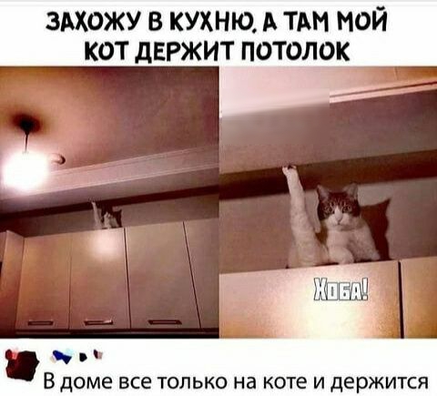 здхожу в кухню А ТАМ мой кот дЕРЖИТ потолок В доме все только на коте и держится