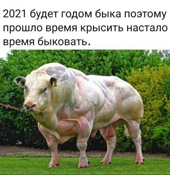 2021 будет годом быка поэтому прошло время крысить настало время быковать