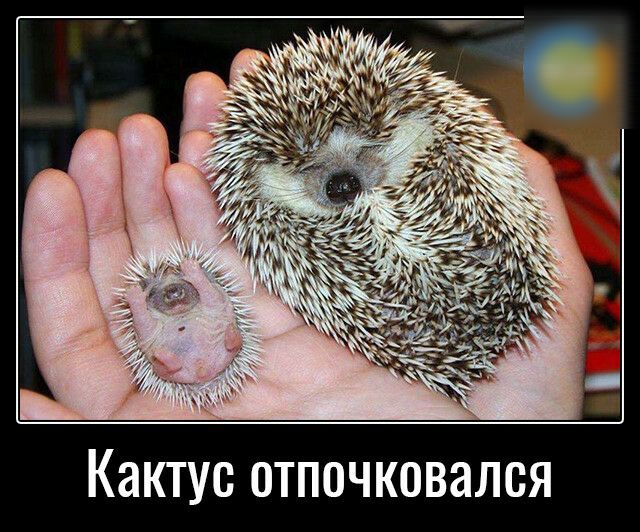 КЭКТУС ОТПОЧКОВЭЛСЯ