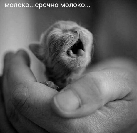 СРОЧНО МОЛОКО