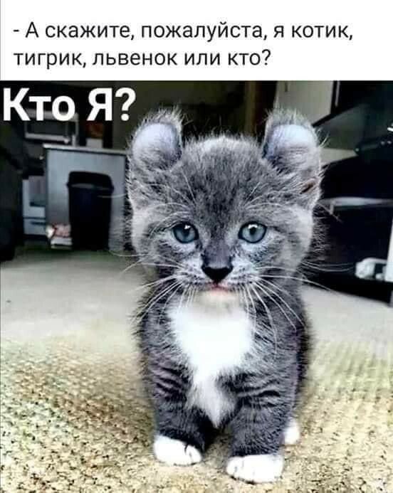 А скажите пожалуйста я котик тигрик львенок или кто