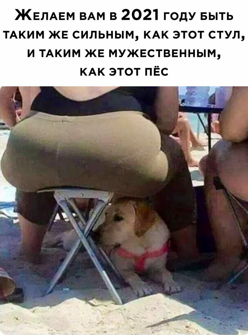 ЖЕЛАЕм ВАМ в 2021 году БЫТЬ ТАКИМ ЖЕ сильным КАК этот стул и ТАКИМ ЖЕ мужественным КАК этот ПЁС