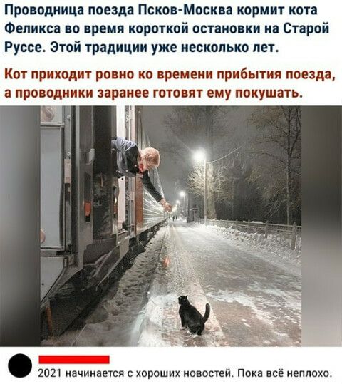 Прпводиица поезда Псков Москва кормит кота Феликса во время короткой остановки на Старой Руссе Этой 1радиции уже несколько лет Квт приходит рпвко ко времени прибытия поезда а про одиики заранее готовит ему покушать _ шт иачииаеюя хороших новостей Пока все неплохо