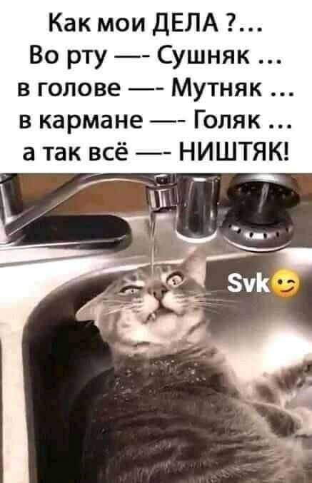 Как мои ДЕЛА Во рту Сушняк в голове Мутняк в кармане Голяк а так всё НИШТЯК