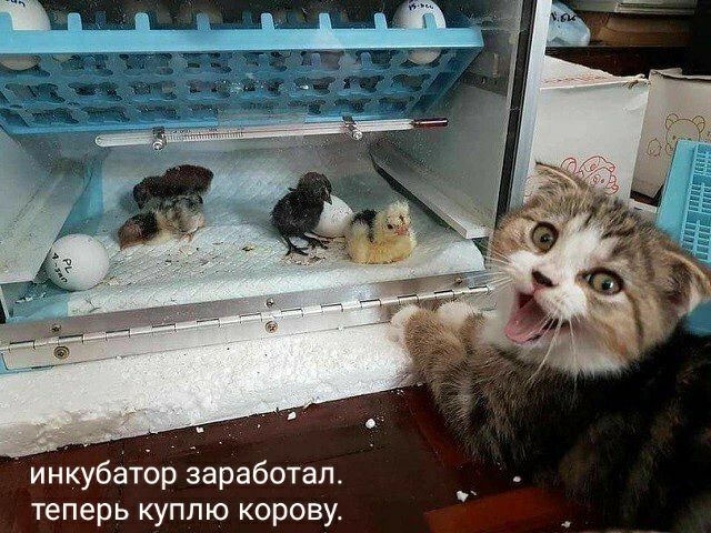 инйубётф Заработал теперь куплю корову