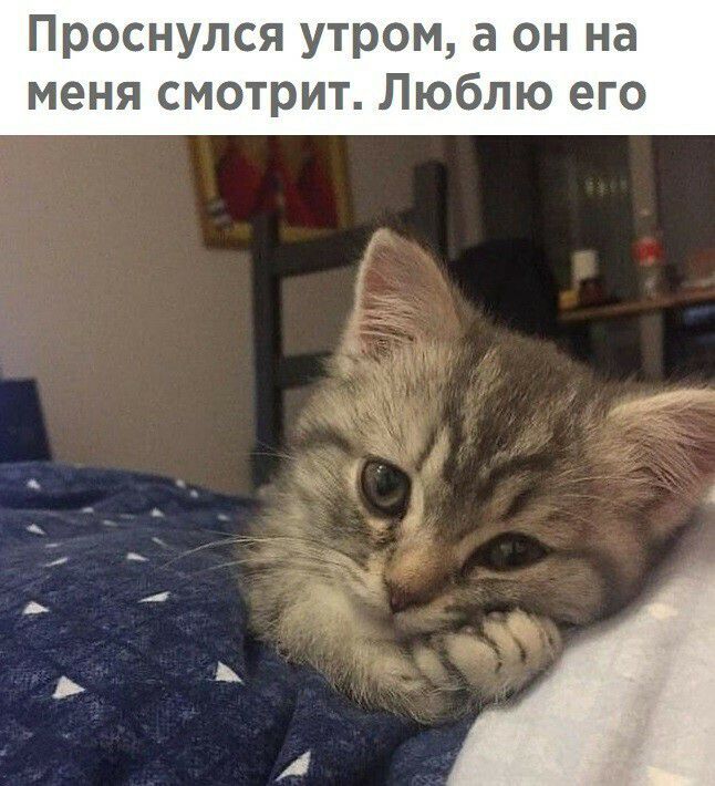 Проснулся утром а он на меня смотрит Люблю его