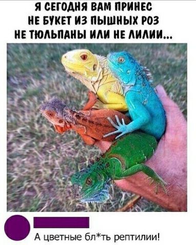 Я СЕГОДНЯ ВАМ ПРИПЕВ БУКЕТ ИЗ пышных РОЗ ТЮАЬШШЫ ПАИ НЕ ММИИ А цветные блть рептилии