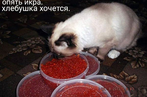 опять икра хлебушка хочется