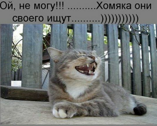 Ой не могу Хомяка они своего ищут