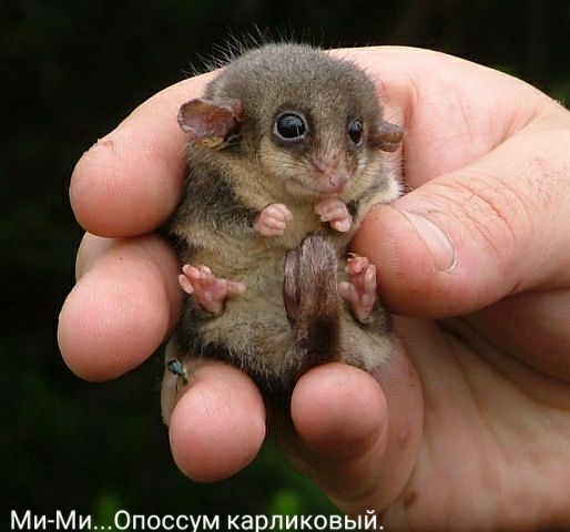 Ми Ми0поссум карликовый