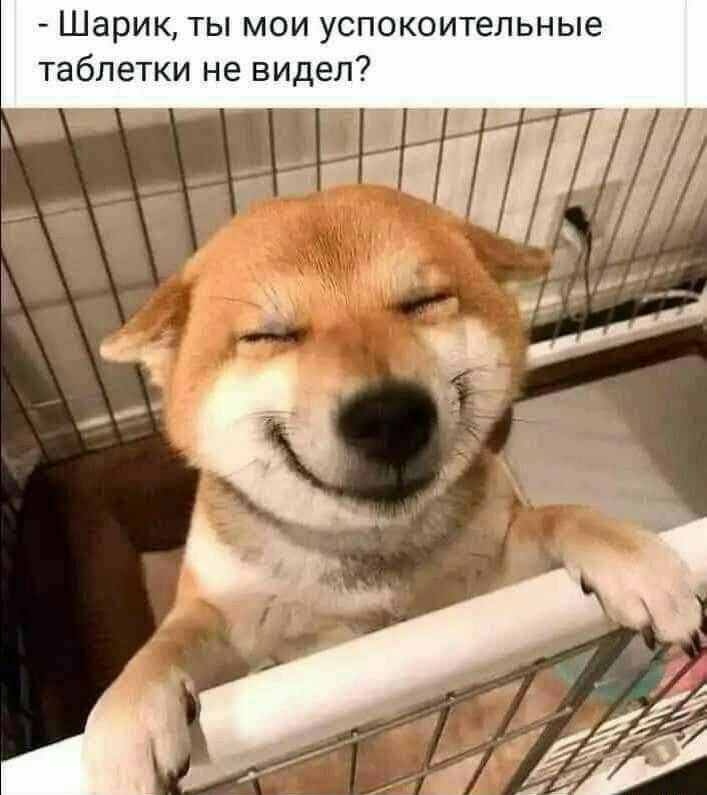 Шарик ты мои успокоительные таблетки не видел