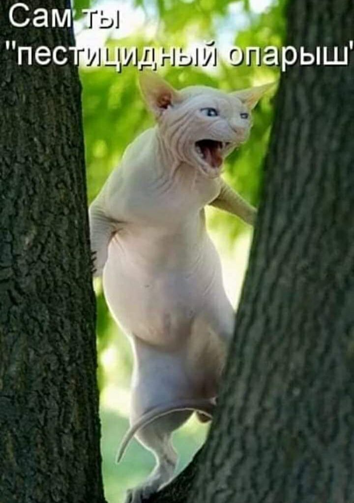 Сам пес парыш