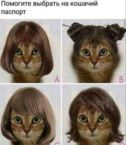 Помогите выбрать на кошачий паспорт