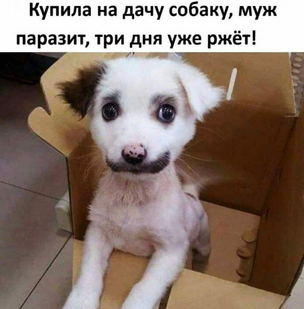 Купила на дачу собаку муж паразит_ три дня уже ржёт