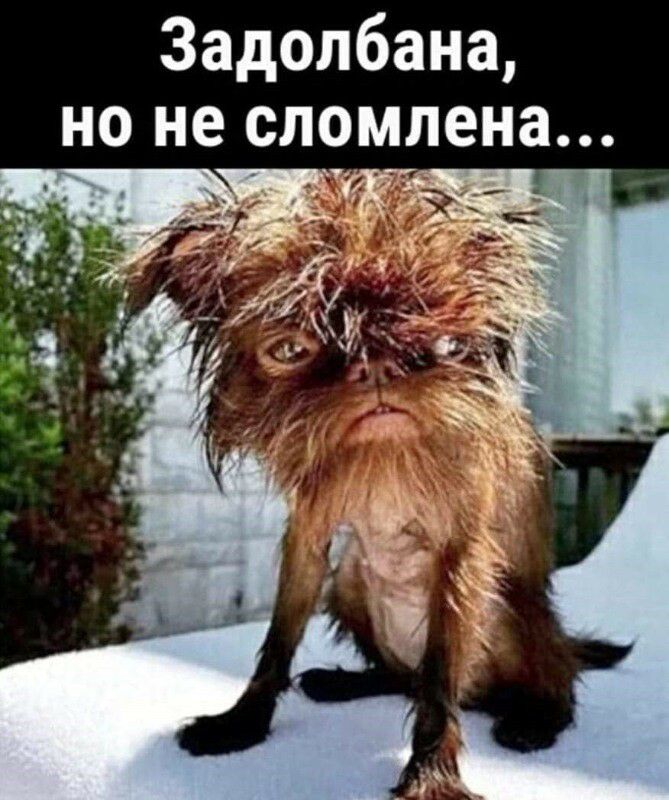 Задолбана но не сломлена _