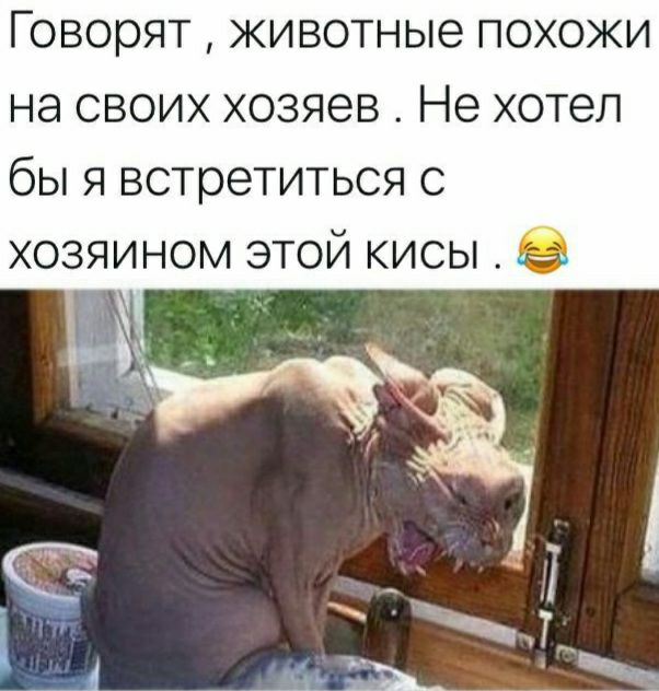 ГОВОРЯТ животные ПОХОЖИ НЭ СВОИХ ХОЗЯЭВ Не хотел бЫ Я встретиться С ХОЗЯИНОМ ЭТОЙ КИСЫ жёг