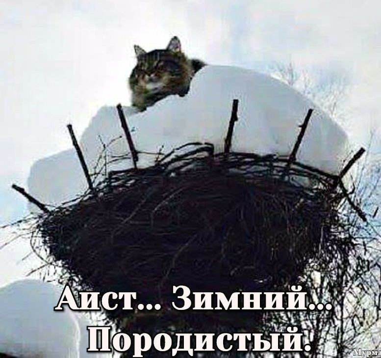 339 31 Породист