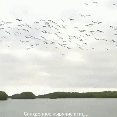 Синхронное ныряние птиц