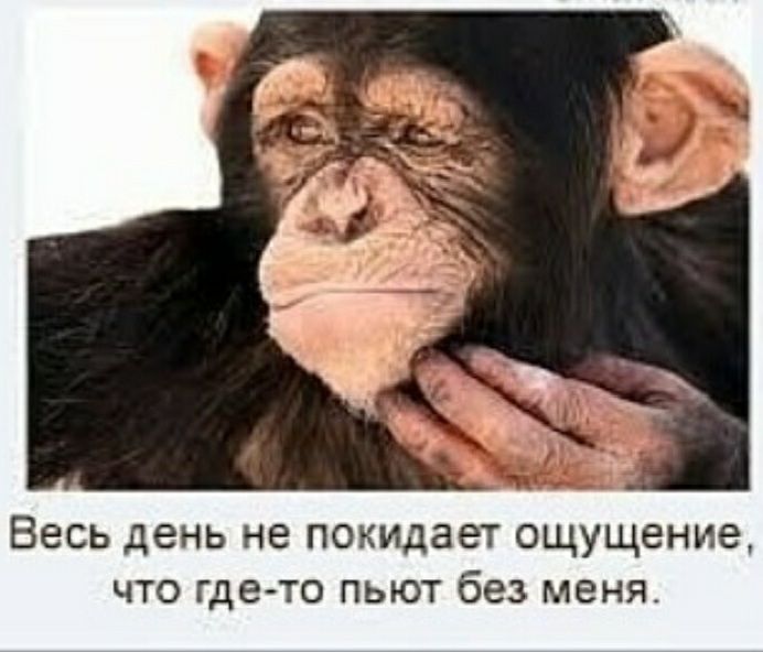 Весь день не покидает ощущение что где то пьют без меня