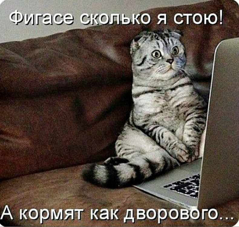 _ _ _ ыч А корйт качкдворо го