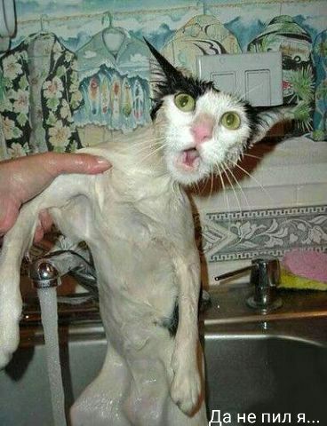 Да не пил я