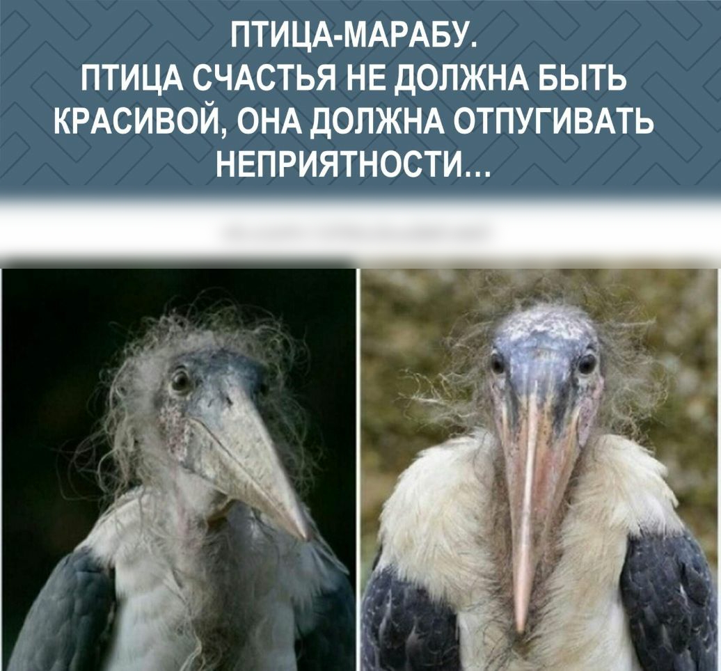 ПТИЦА МАРАБУ ПТИЦА СЧАСТЬЯ НЕ ДОЛЖНА БЫТЬ КРАСИВОЙ ОНА ДОЛЖНА ОТПУГИВАТЬ НЕПРИЯТНОСТИ