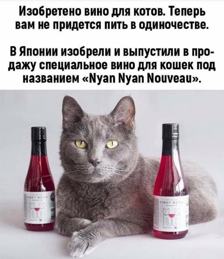 Изобретено вино для котов Теперь вам не придется пить в одиночестве В Японии изобрели и выпустили в про дажу специальное вино для кошек под названием Муап Муап Моииеап