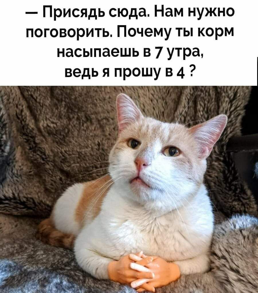 Присядь сюда Нам нужно поговорить Почему ты корм насыпаешь в 7 утра ведь я прошу в 4