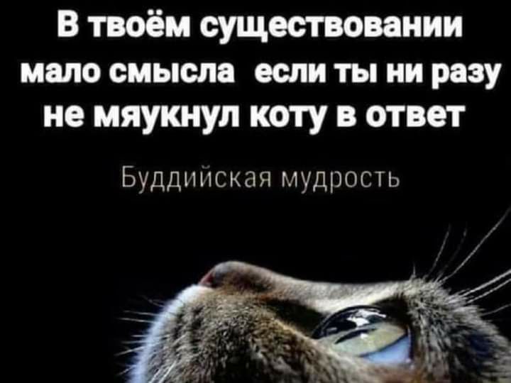 В твоём существенным мало смысла если ты ни разу не мяукнул коту в ответ Буддииская мудрость