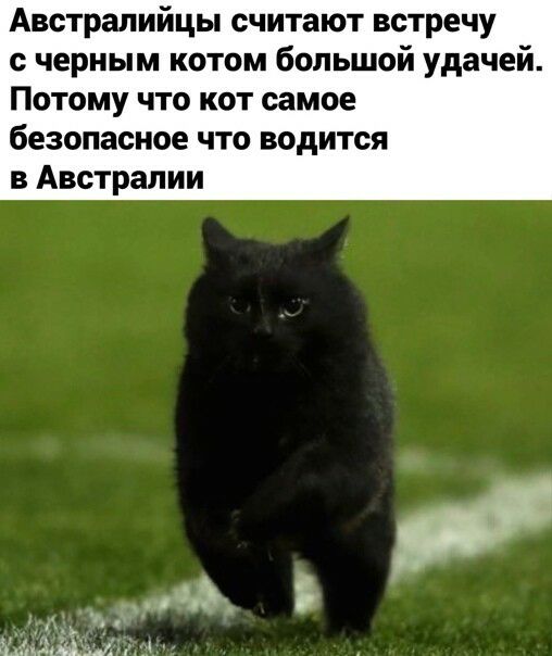 Австралийцы считают встречу с черным котом большой удачей Потому что кот самое безопасное что водится в Австралии
